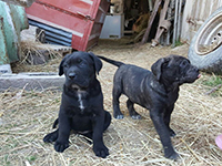 cucciolo cane corso nero